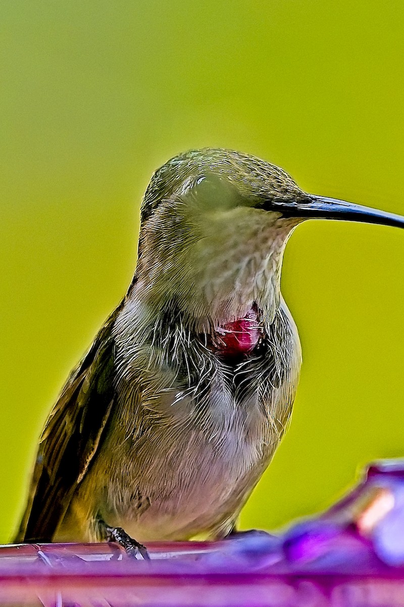 Ruby-throated Hummingbird - ML638199907
