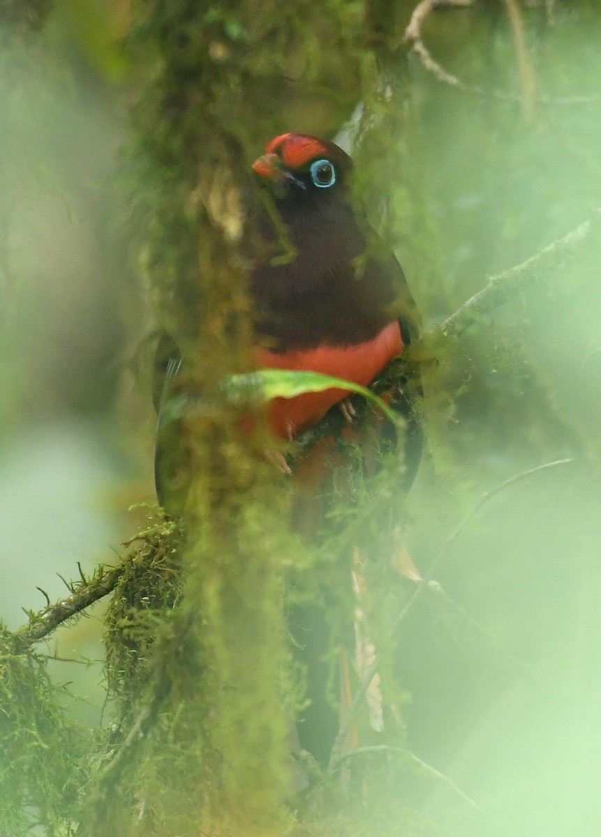 Ward's Trogon - ML638199911