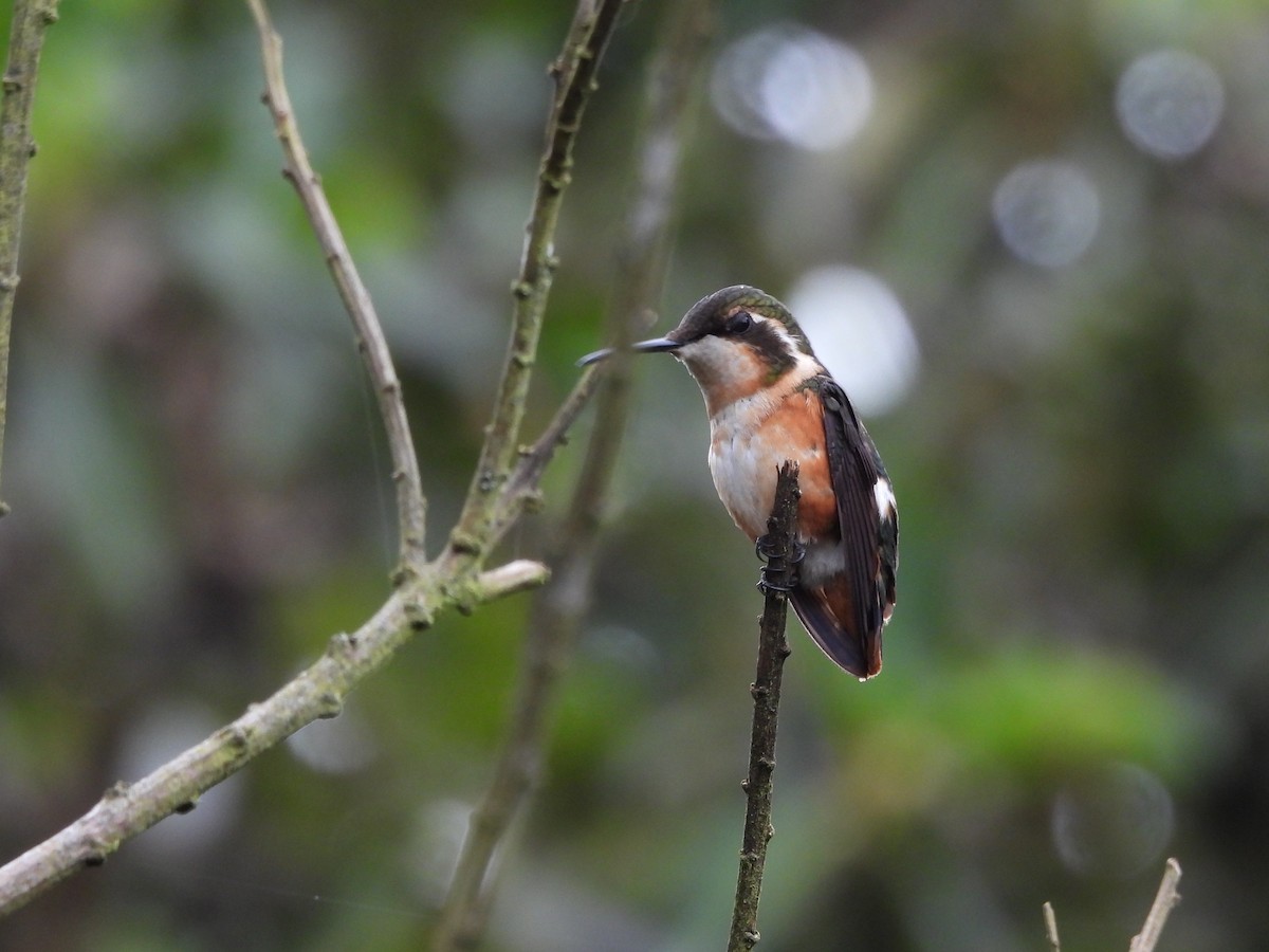 White-bellied Woodstar - ML638199917