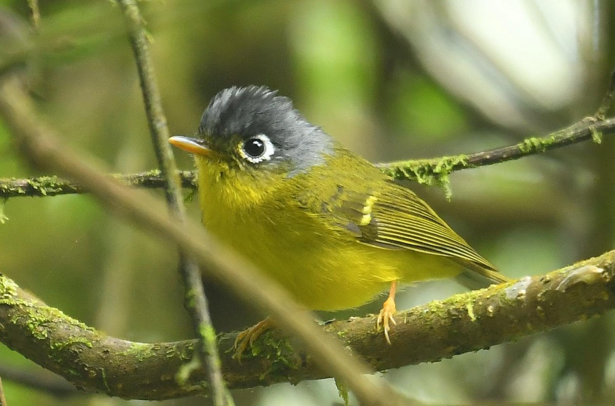 White-spectacled Warbler - ML638199937