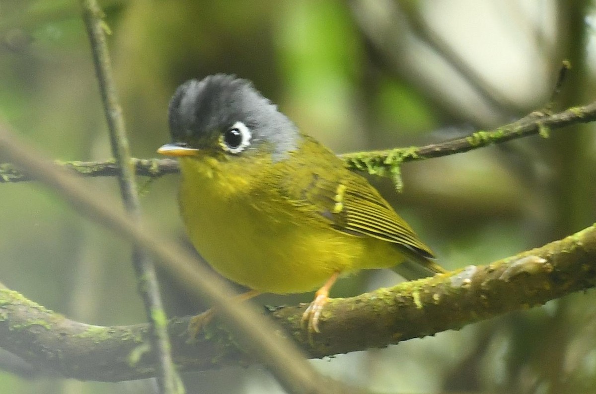 White-spectacled Warbler - ML638199938