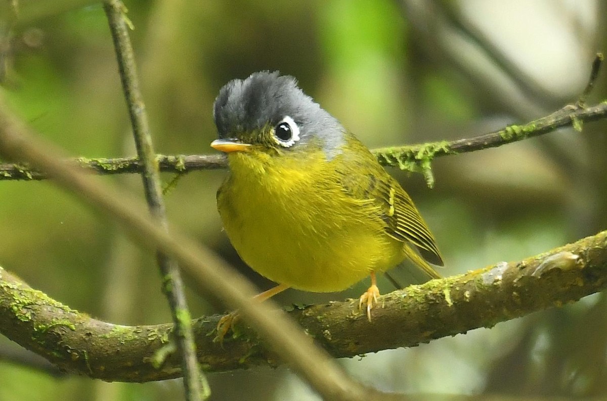 White-spectacled Warbler - ML638199939