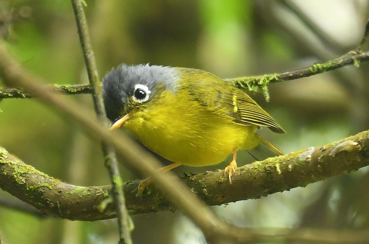 White-spectacled Warbler - ML638199940