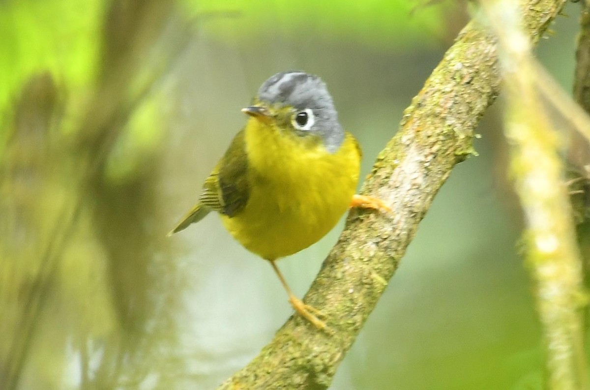 White-spectacled Warbler - ML638199941