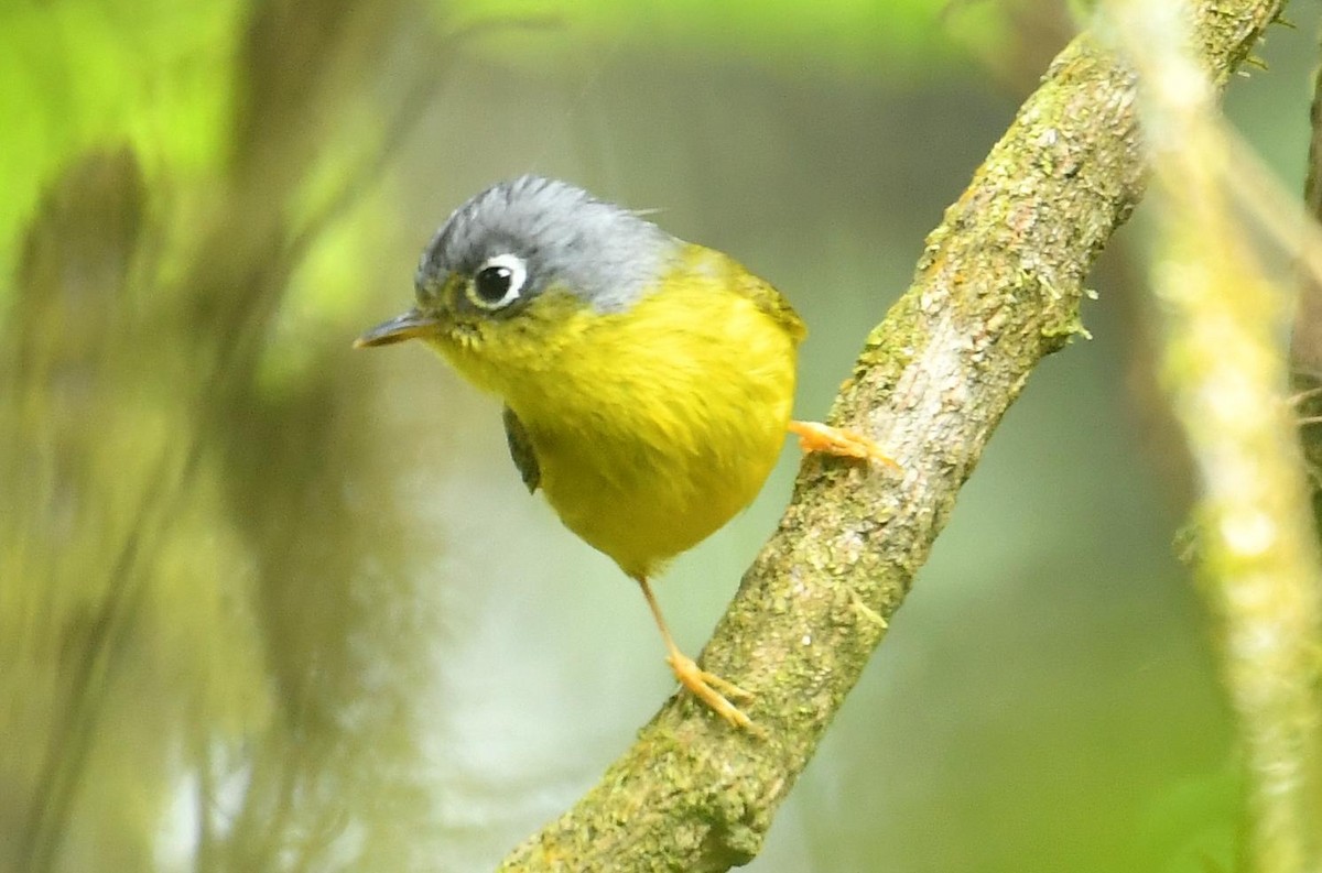 White-spectacled Warbler - ML638199942