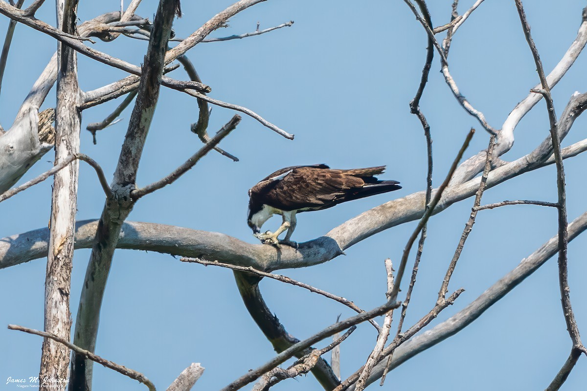 Osprey - ML638199953