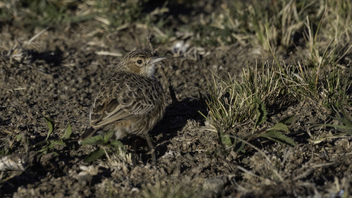 Spike-heeled Lark - ML638199972