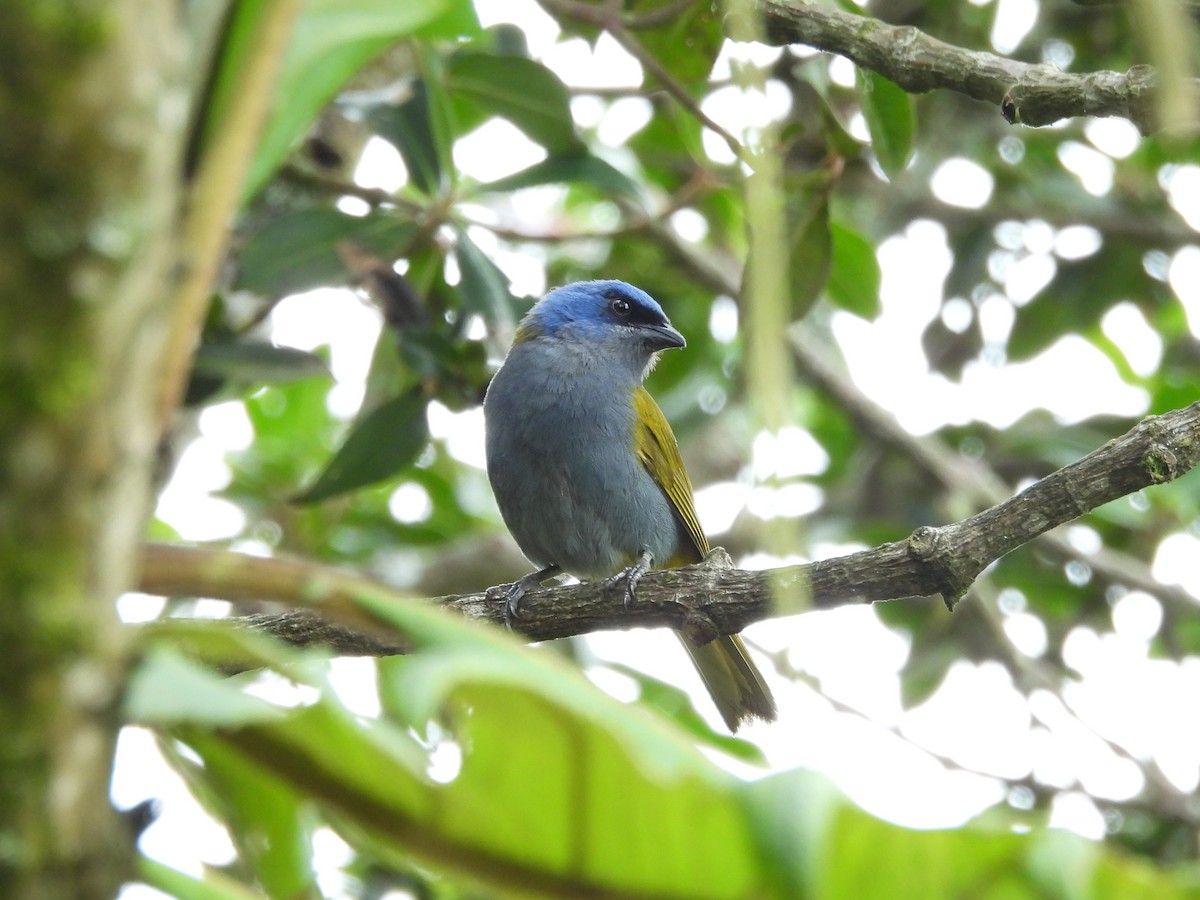 Blue-capped Tanager - ML638199990