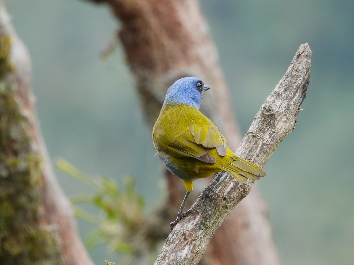 Blue-capped Tanager - ML638199999