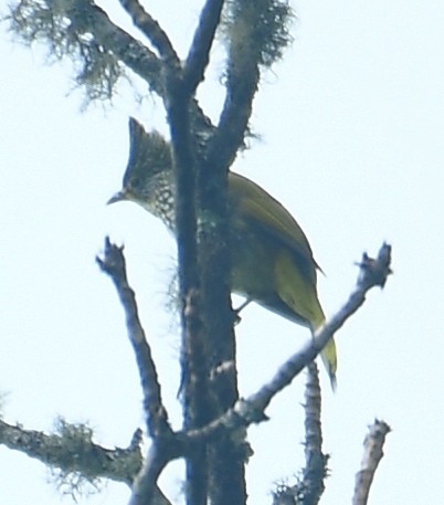 Striated Bulbul - ML638200007