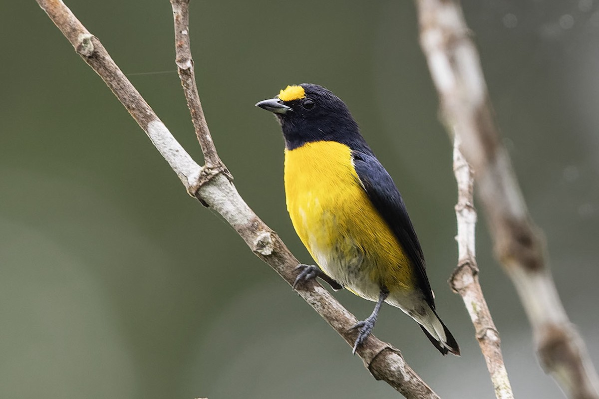 White-vented Euphonia - ML638200033
