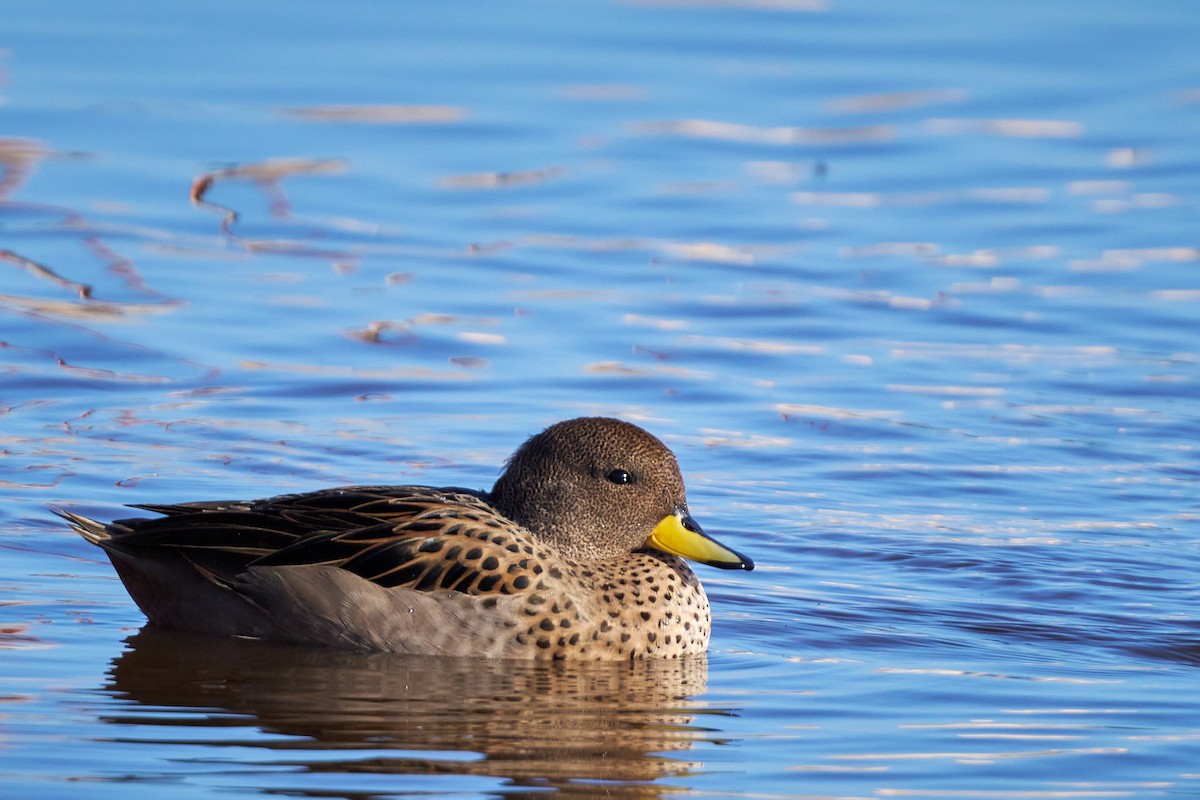 Yellow-billed Teal - ML638200036