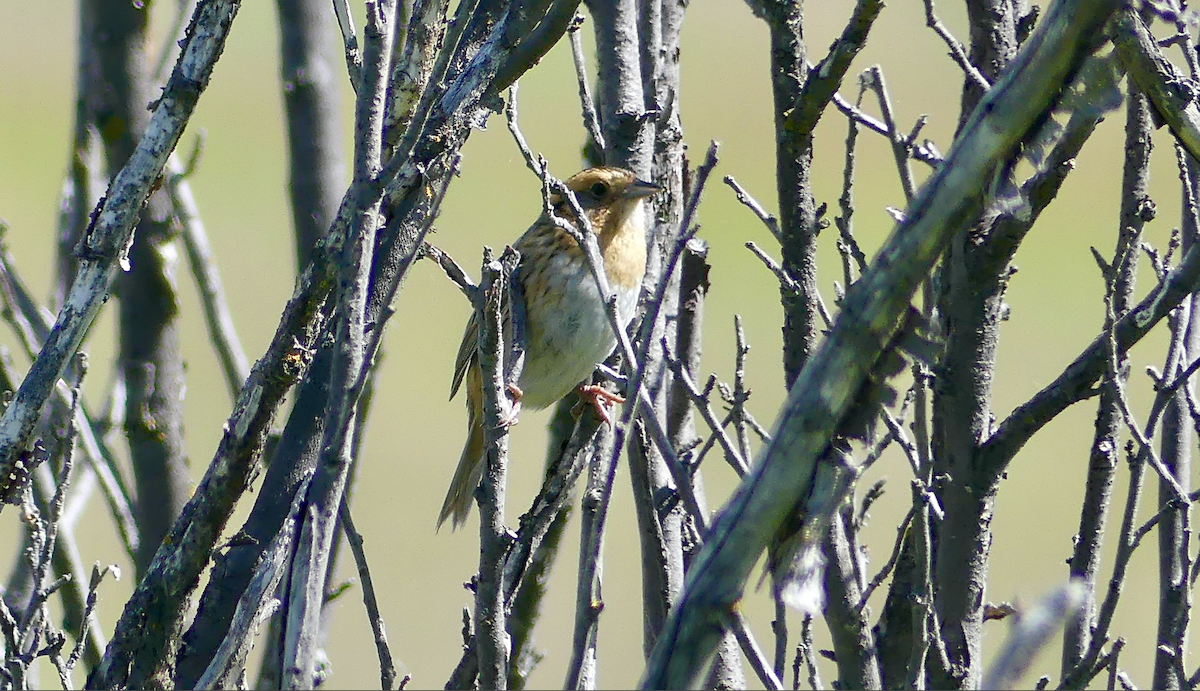 Nelson's Sparrow - ML638200037