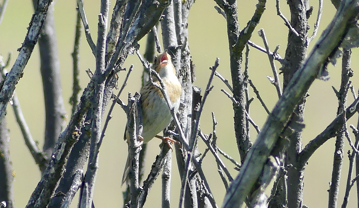 Nelson's Sparrow - ML638200044