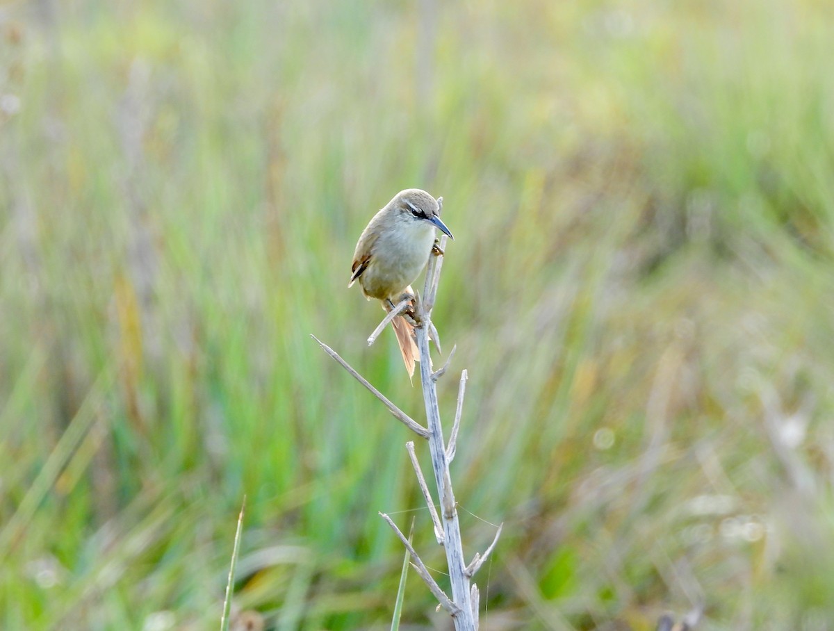 Straight-billed Reedhaunter - ML638200051
