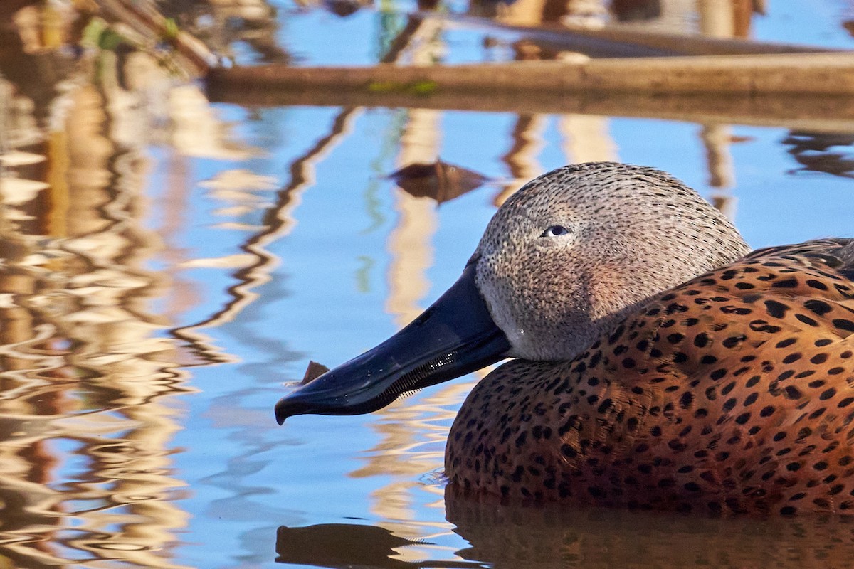 Red Shoveler - ML638200055