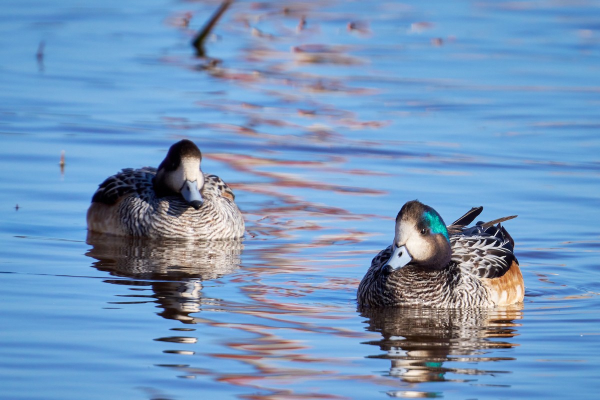 Chiloe Wigeon - ML638200060