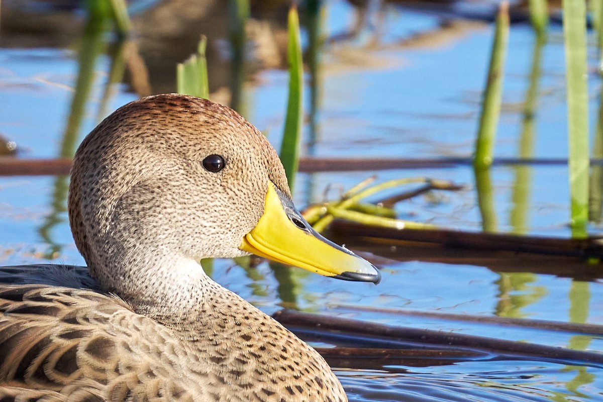Yellow-billed Pintail - ML638200065