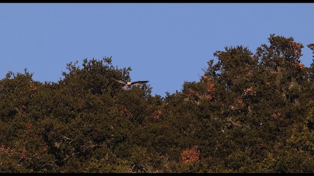 White-tailed Kite - ML638200072