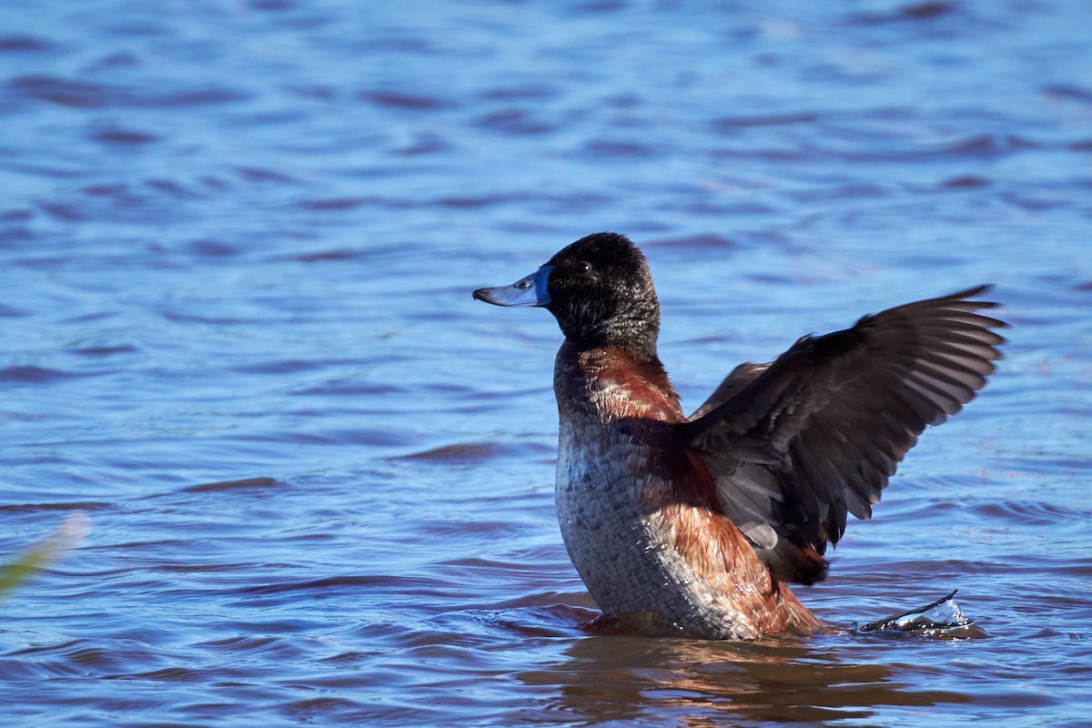 Lake Duck - ML638200111