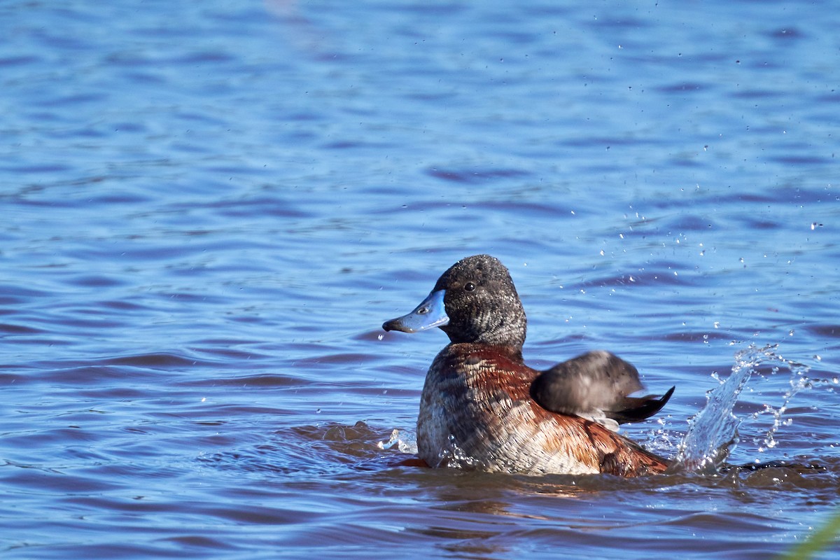Lake Duck - ML638200113