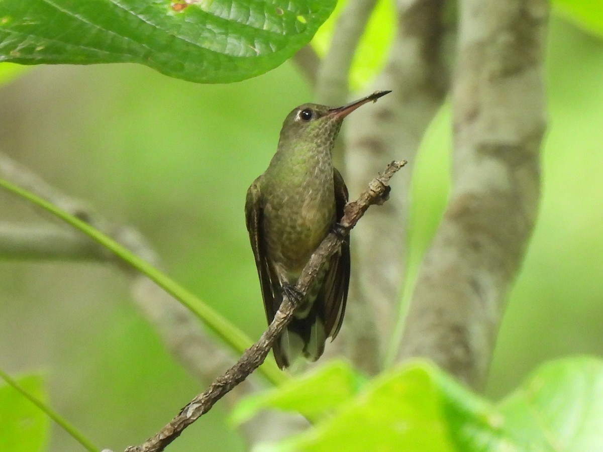Scaly-breasted Hummingbird - ML638200145
