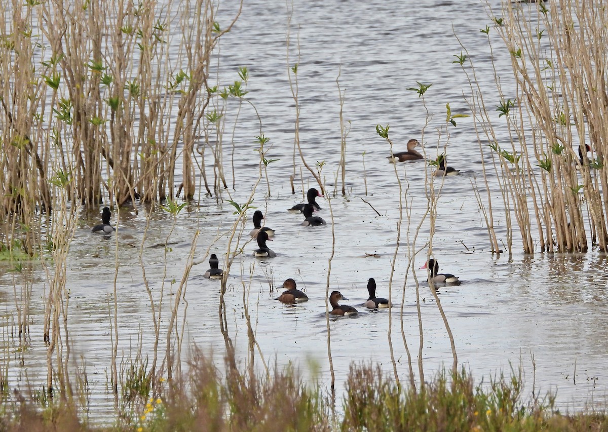 Rosy-billed Pochard - ML638200146