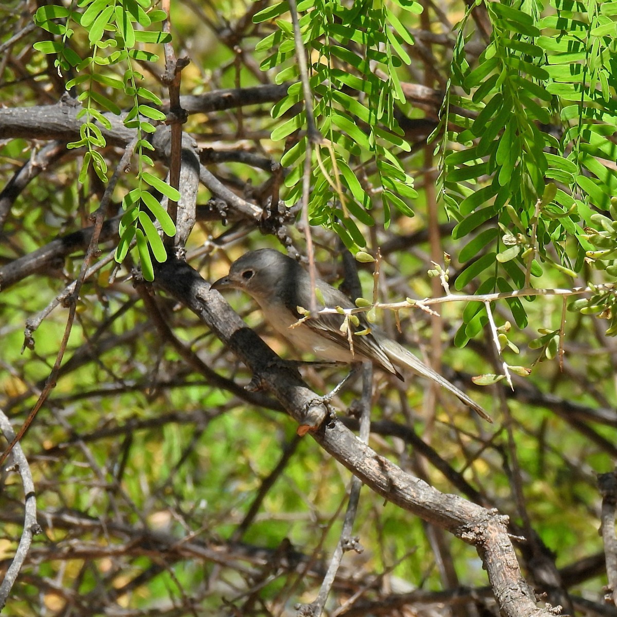 Gray Vireo - ML638200156