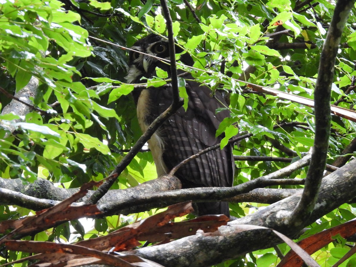 Spectacled Owl - ML638200170
