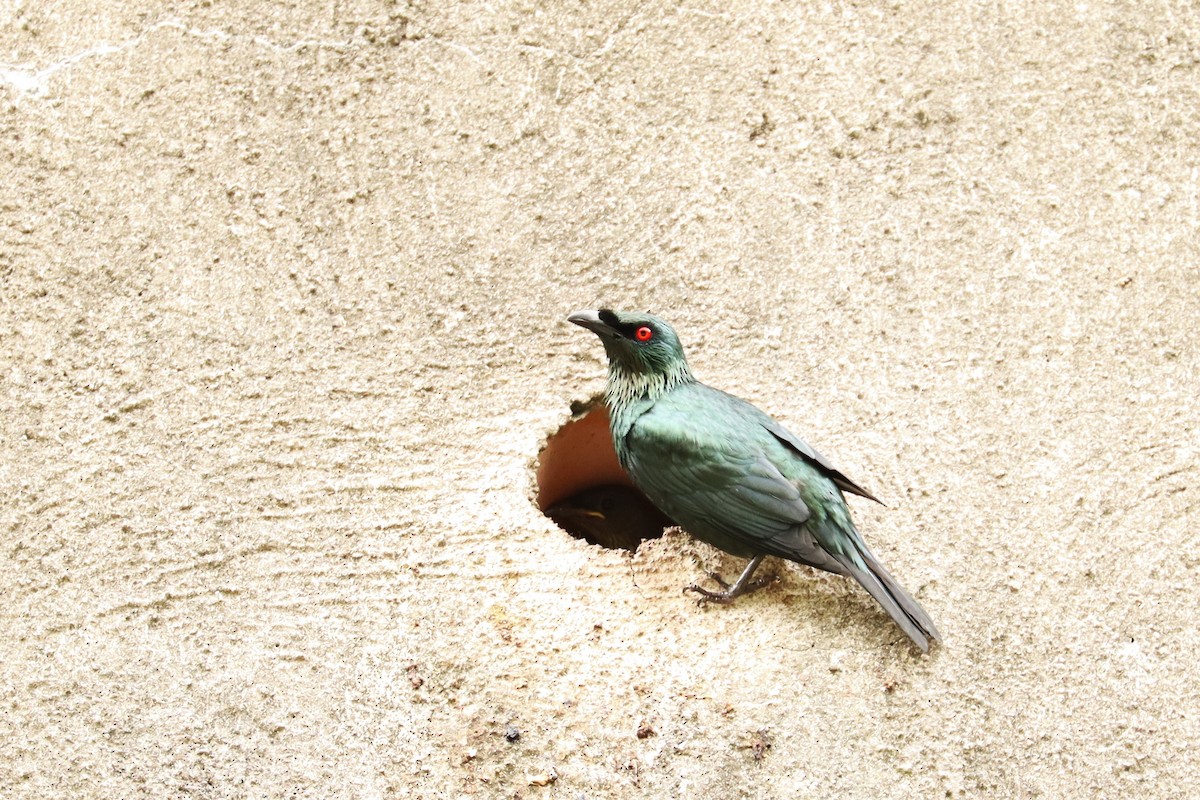 Asian Glossy Starling - ML638200184