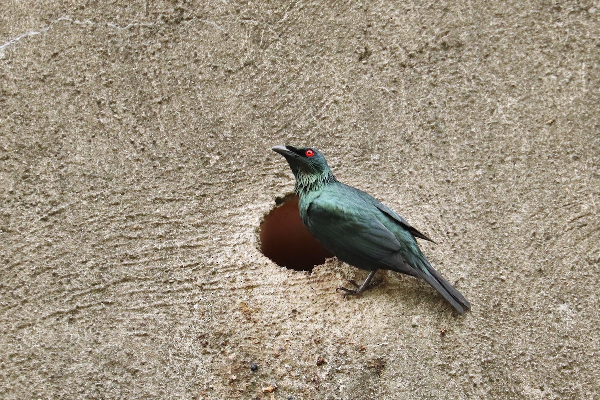 Asian Glossy Starling - ML638200187
