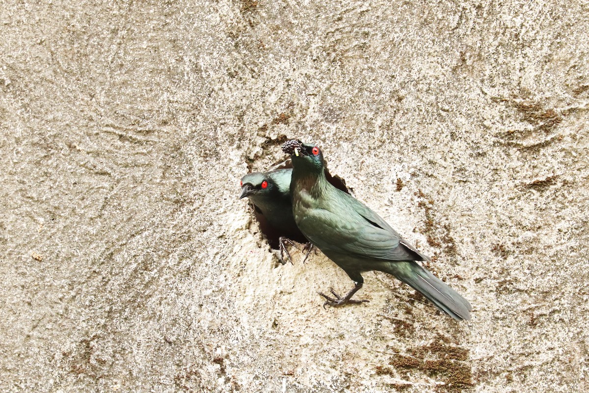 Asian Glossy Starling - ML638200189