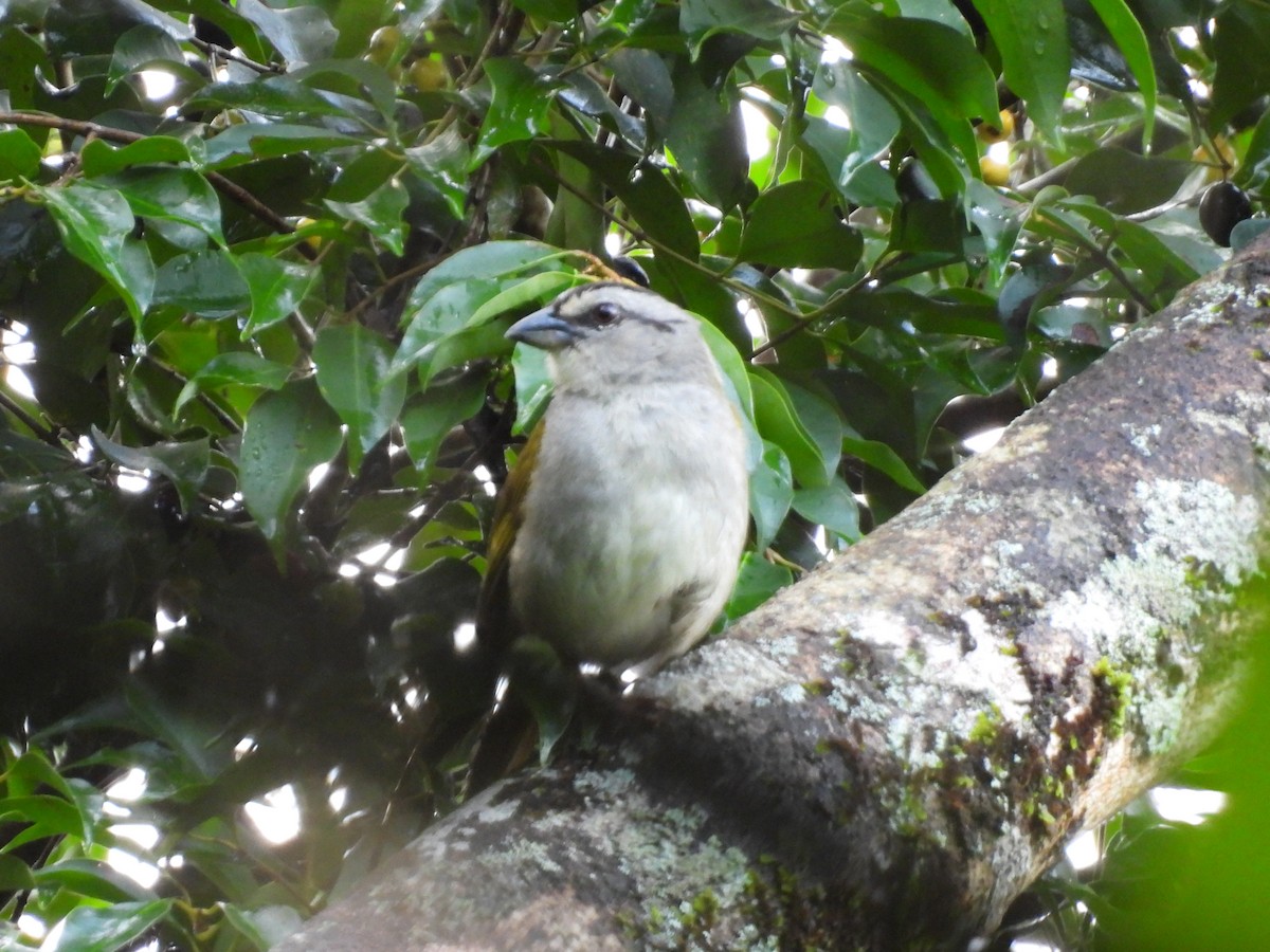 Black-striped Sparrow - ML638200212