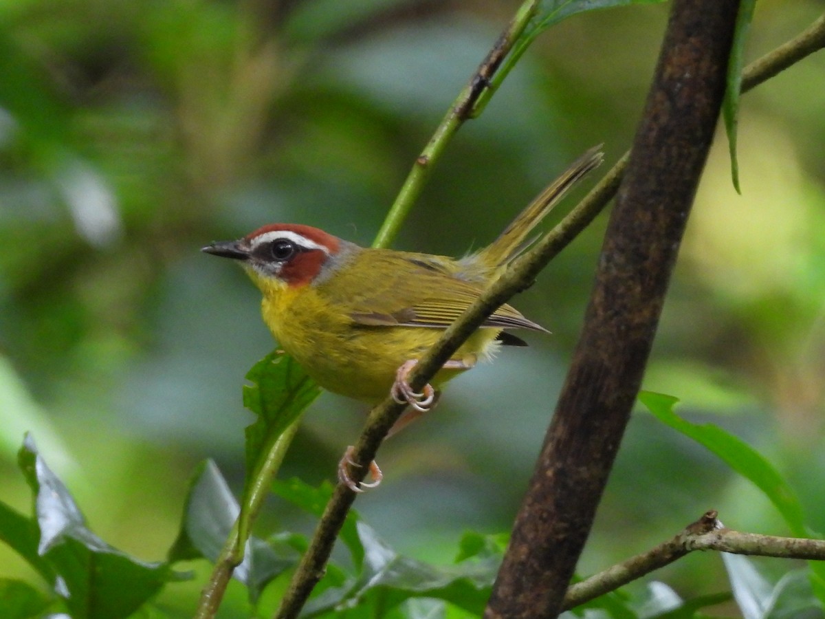 Chestnut-capped Warbler - ML638200227