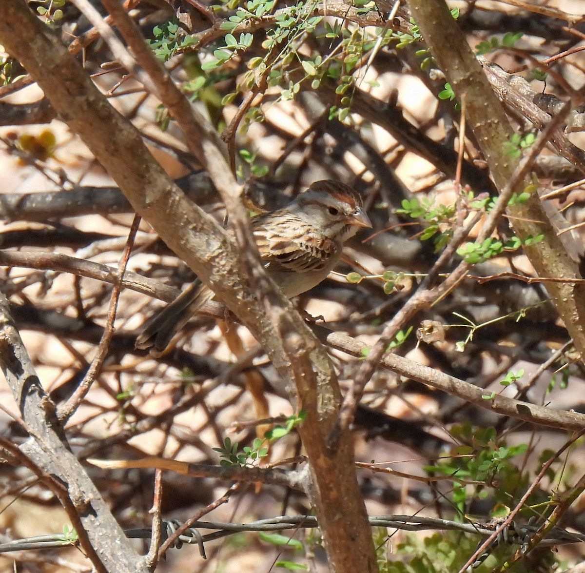 Rufous-winged Sparrow - ML638200230