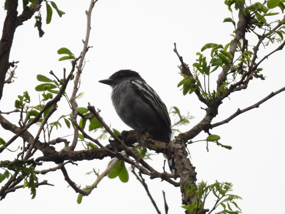 White-winged Becard - ML638200235