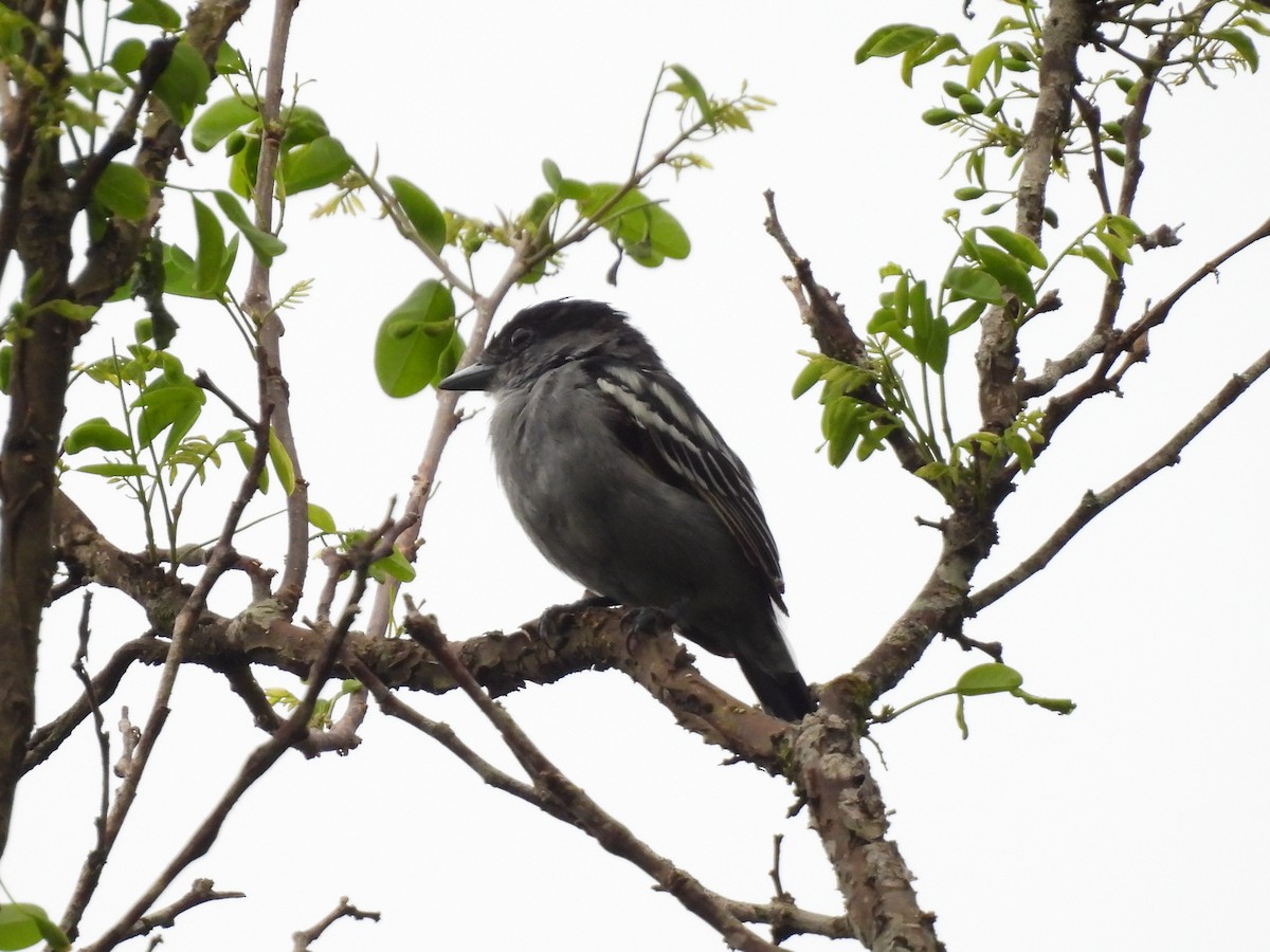 White-winged Becard - ML638200236