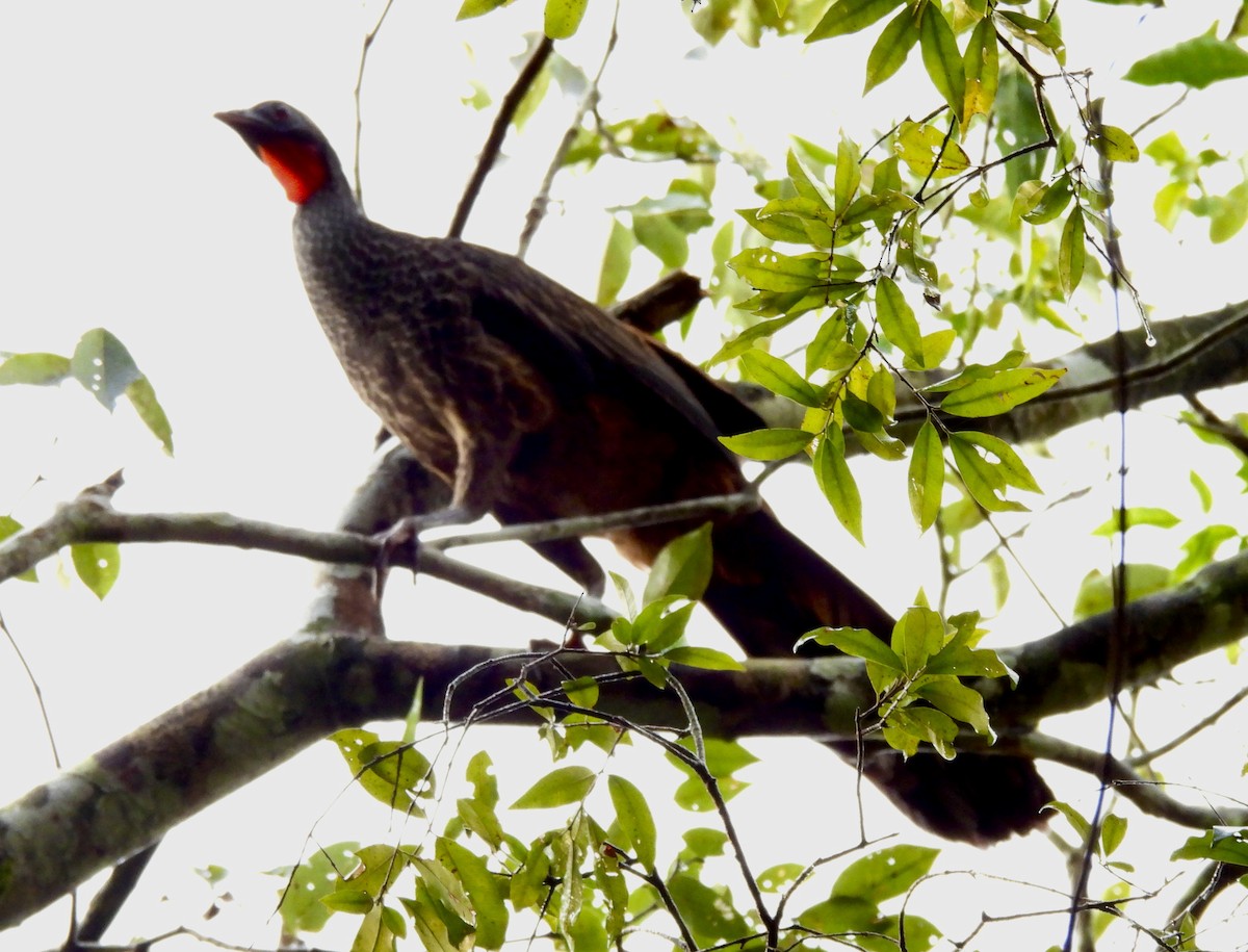 Rusty-margined Guan - ML638200265