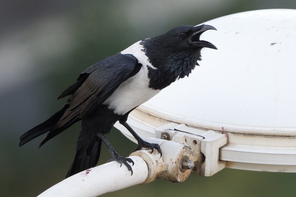 Pied Crow - ML638200301