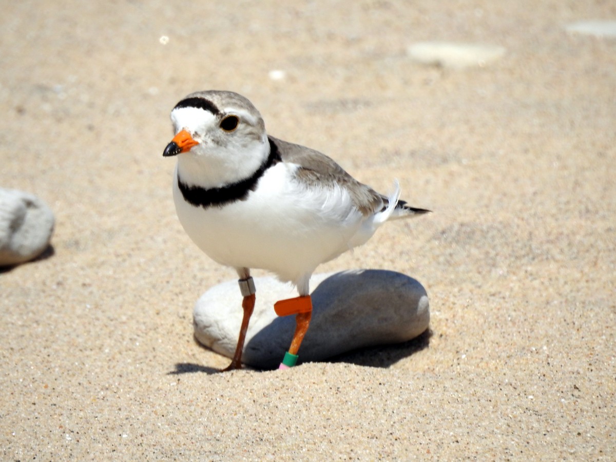 Piping Plover - ML638200304