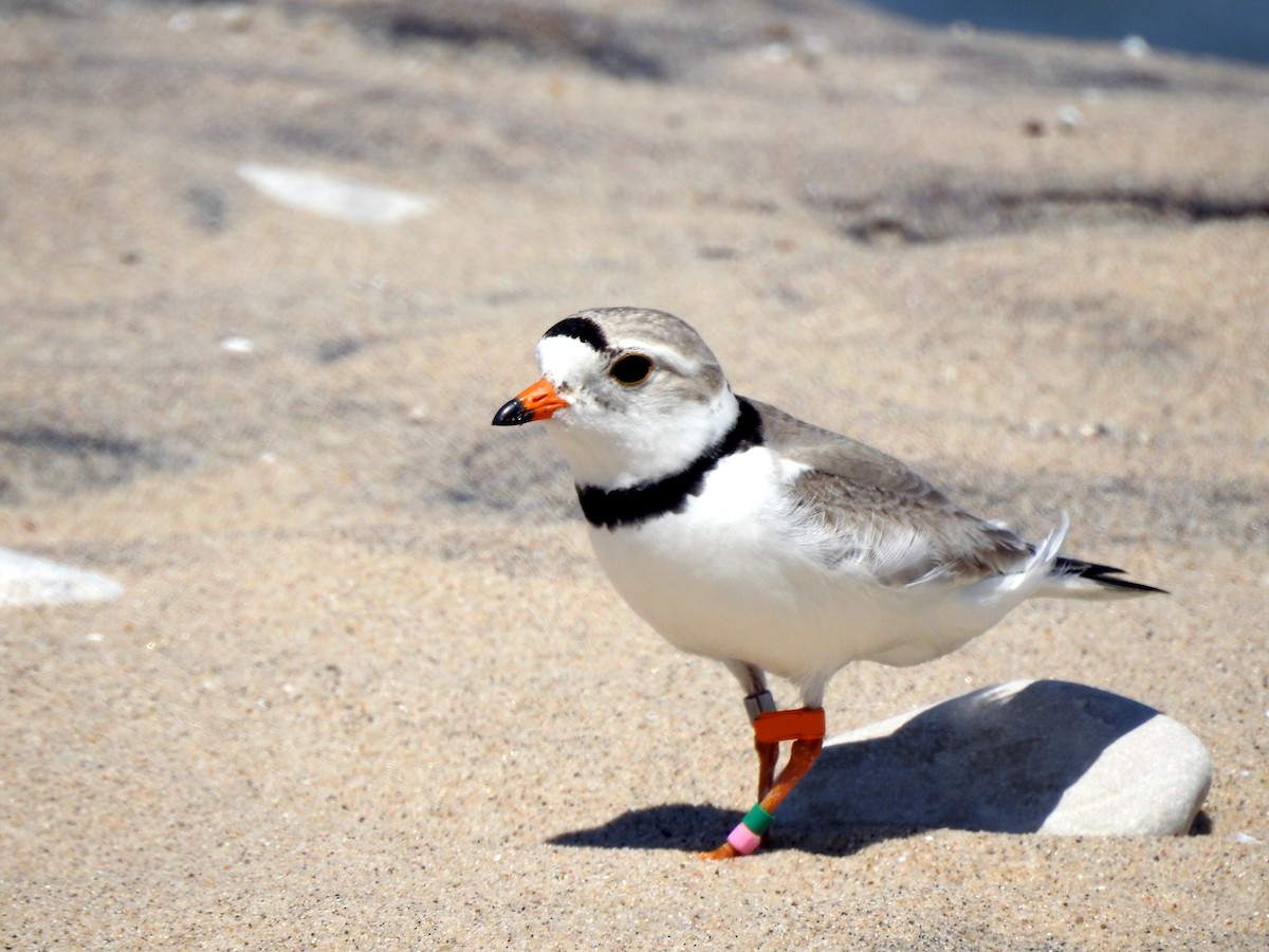 Piping Plover - ML638200305