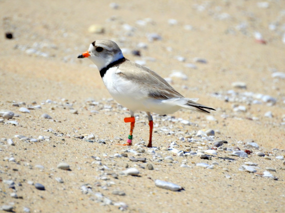 Piping Plover - ML638200306