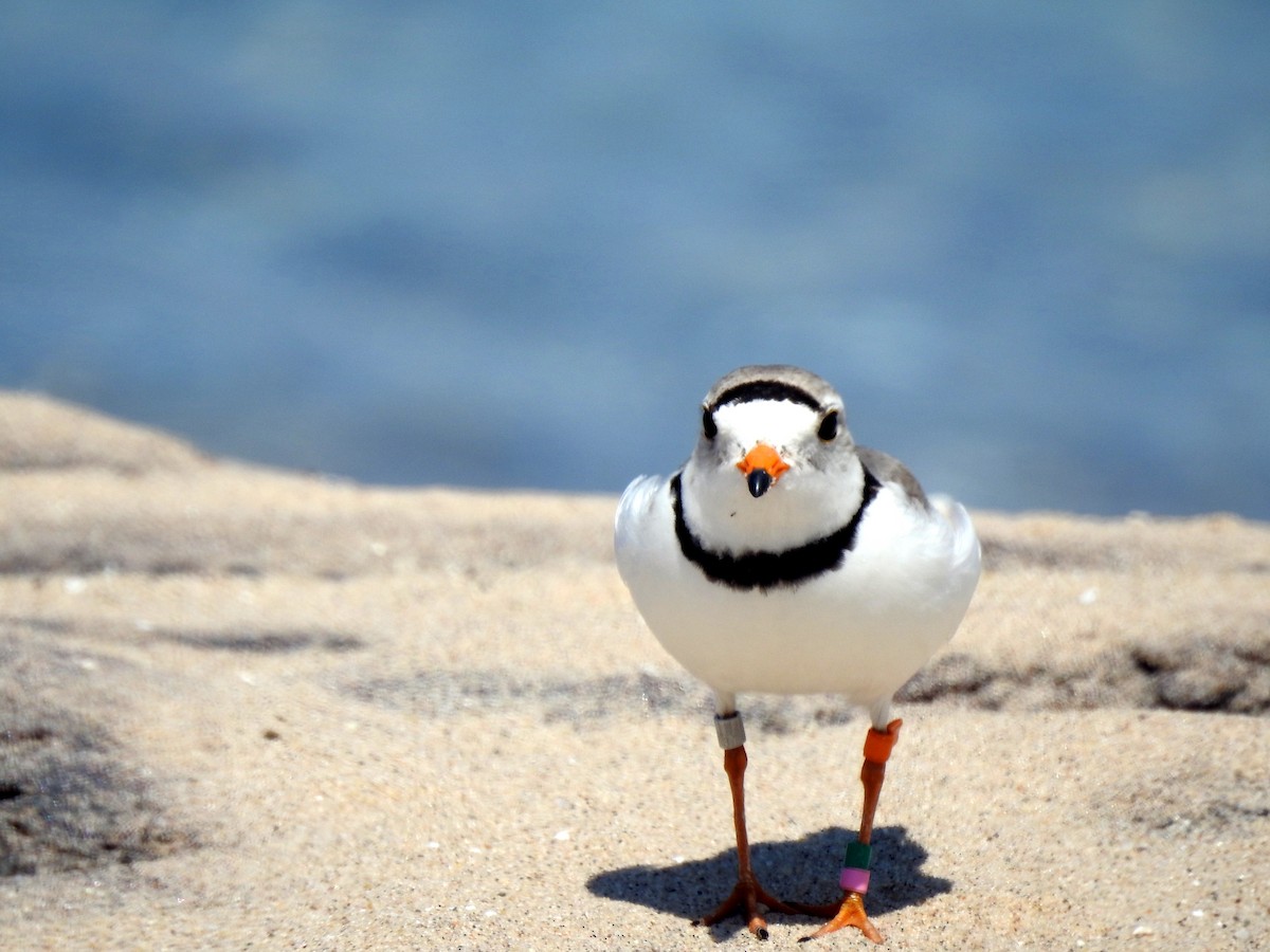 Piping Plover - ML638200307