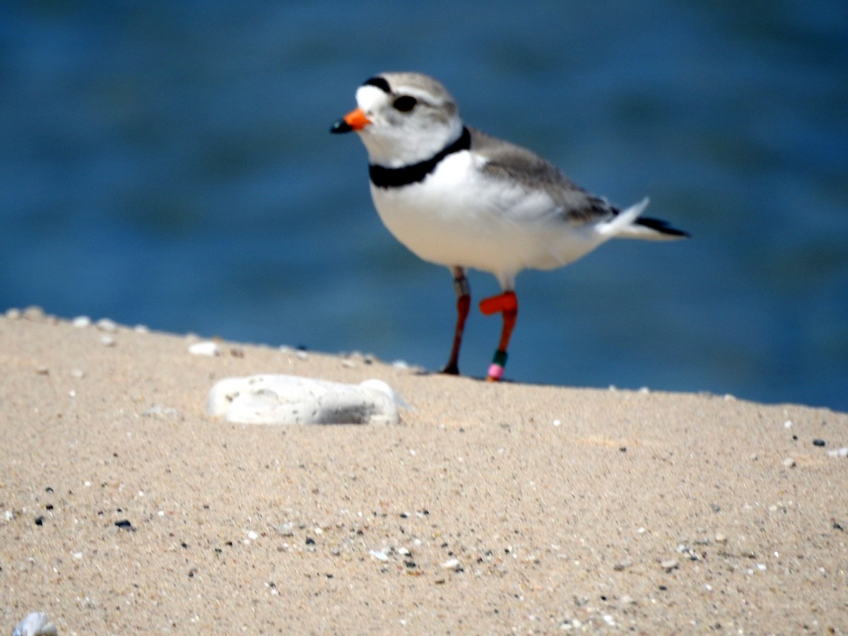 Piping Plover - ML638200308