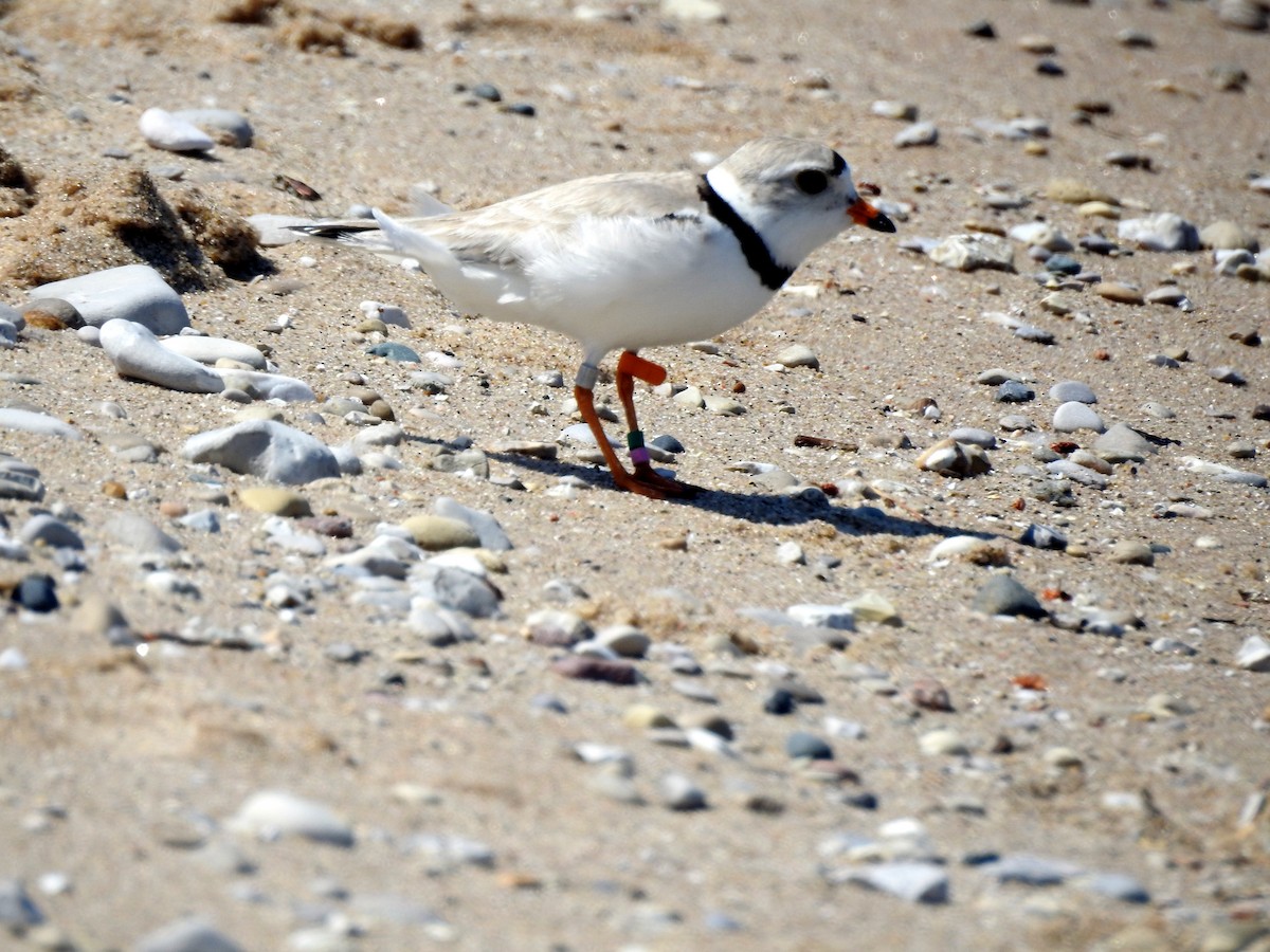 Piping Plover - ML638200309