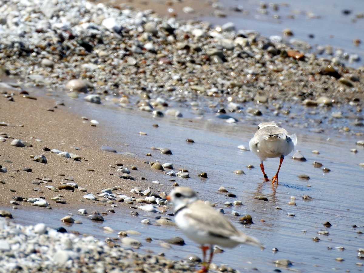 Piping Plover - ML638200311