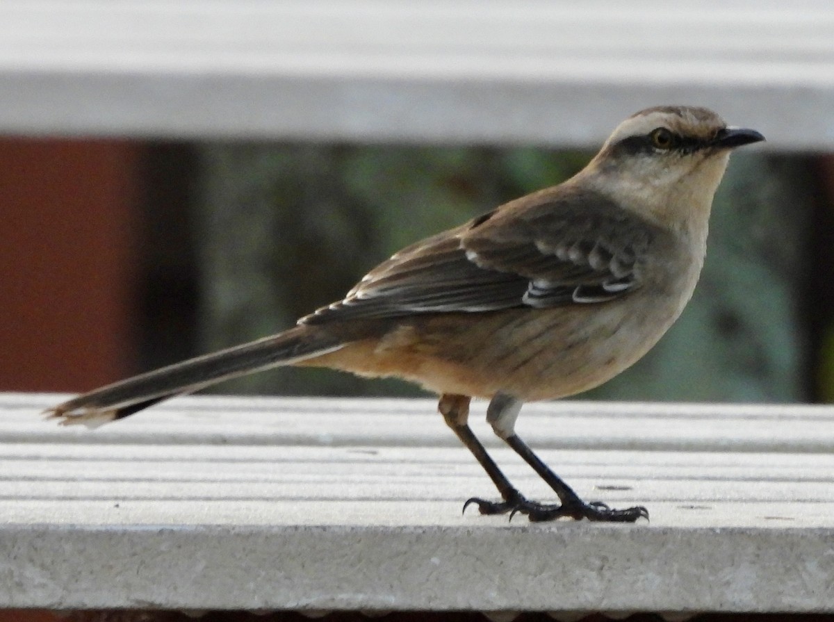 Chalk-browed Mockingbird - ML638200313