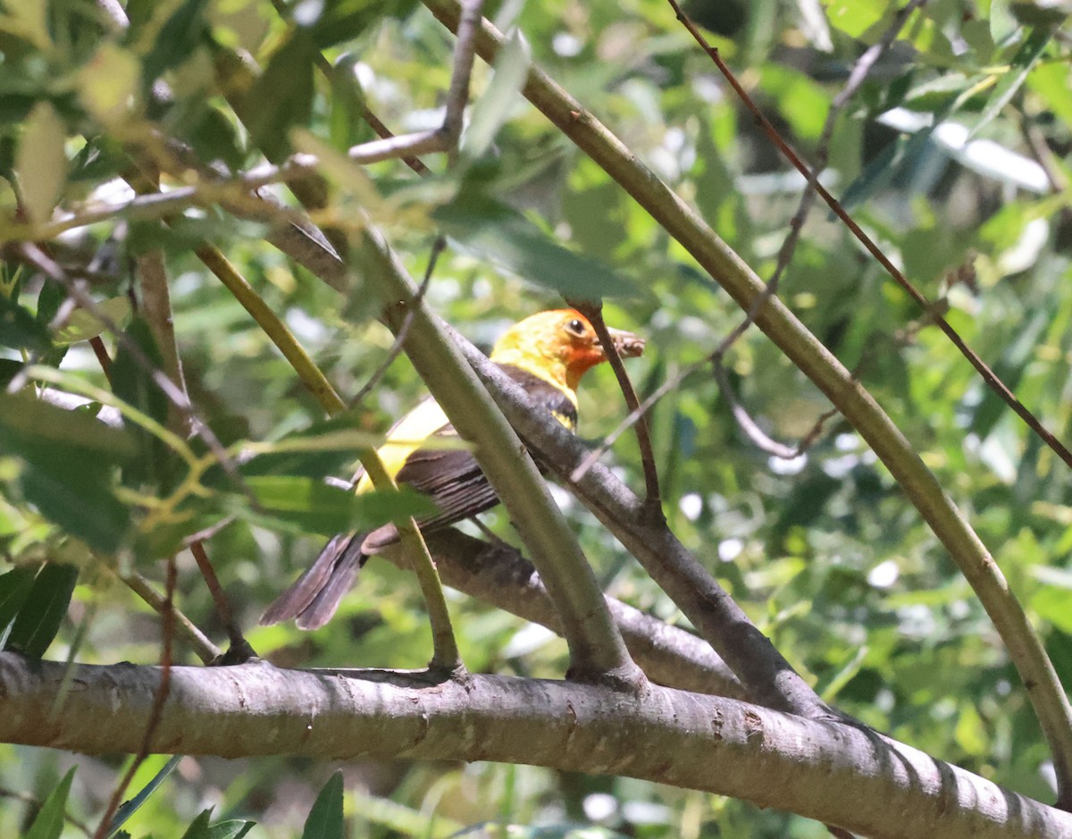 Western Tanager - ML638200358