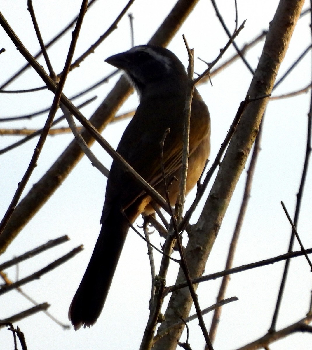 Green-winged Saltator - ML638200372