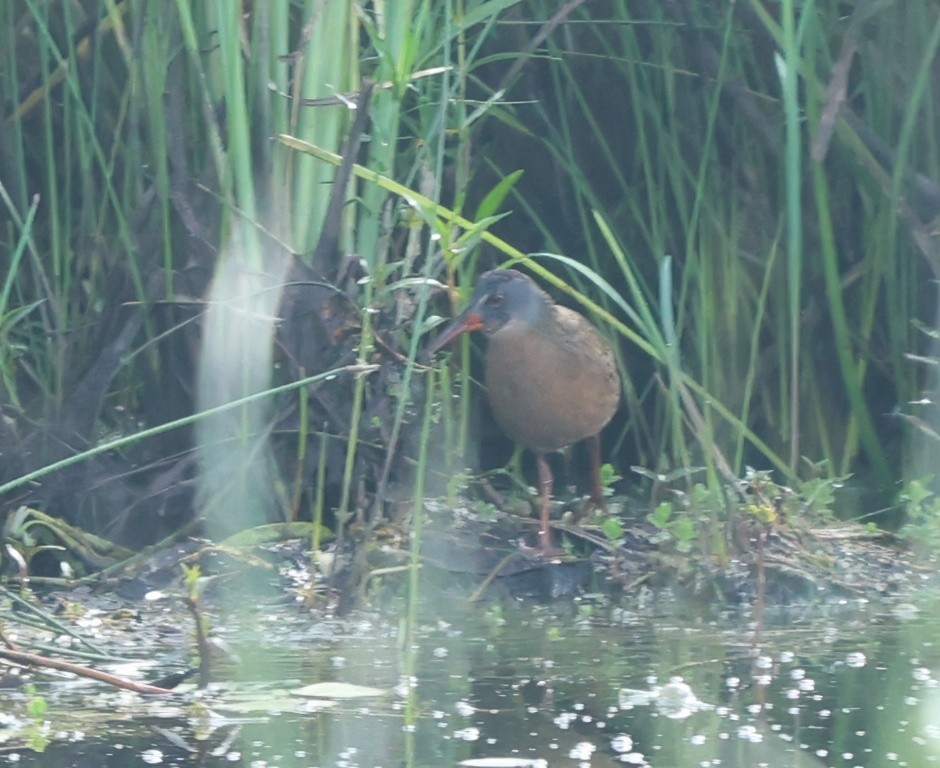 Virginia Rail - ML638200389
